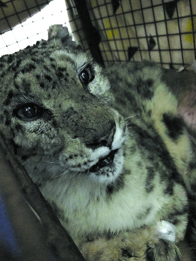 青海西宁雪豹客场取胜，球队实力再获印证！的简单介绍